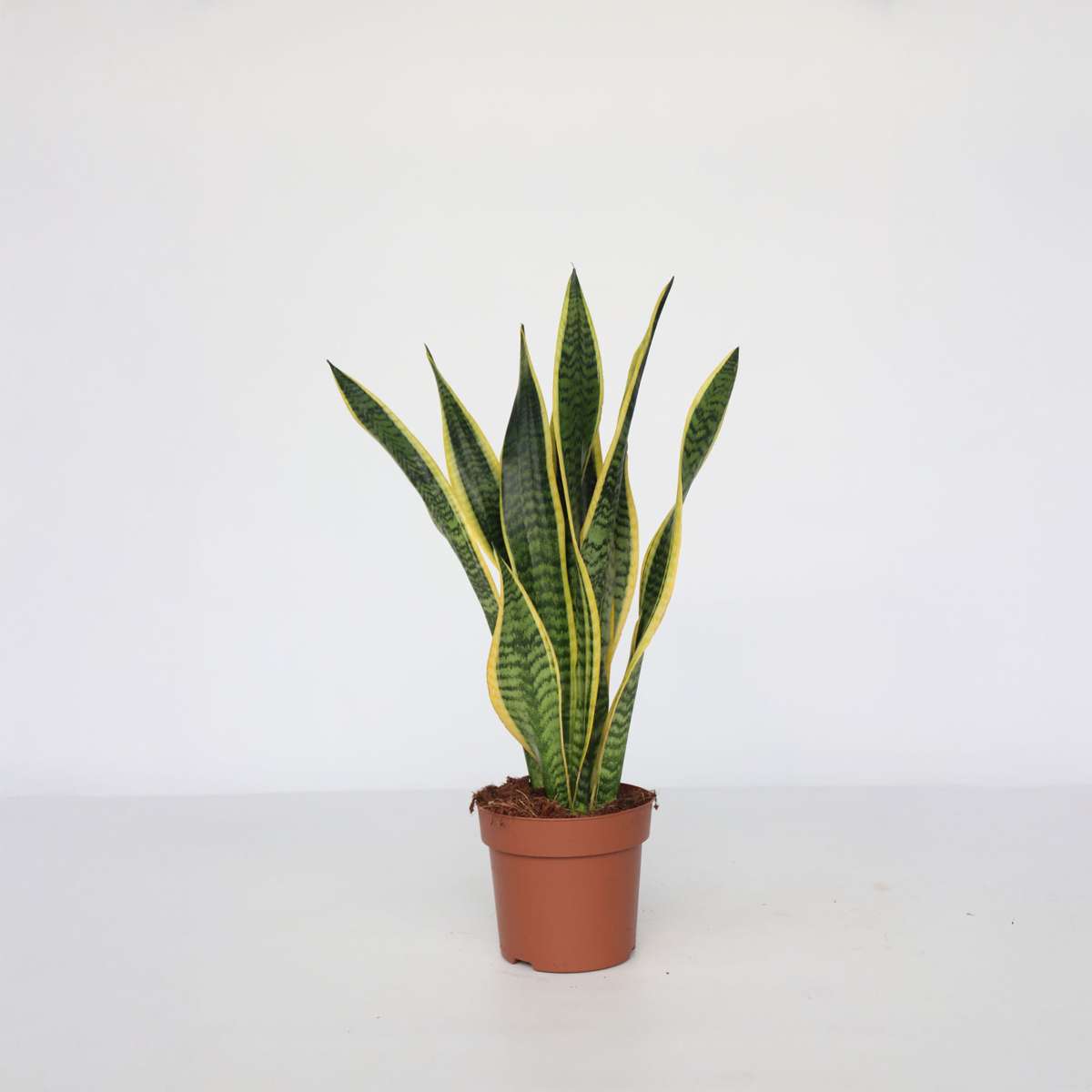 Sansevieria Bogenhanf - Sansevieria Trifasciata Laurentii - Höhe 60-70Cm - ⌀17Cm 