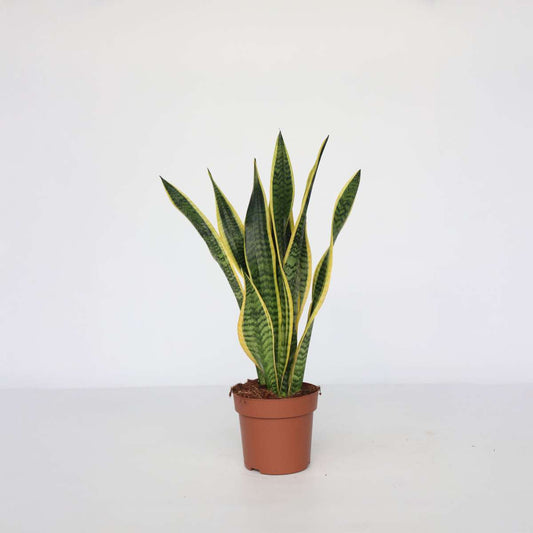 Sansevieria Bogenhanf - Sansevieria Trifasciata Laurentii - Höhe 60-70Cm - ⌀17Cm 