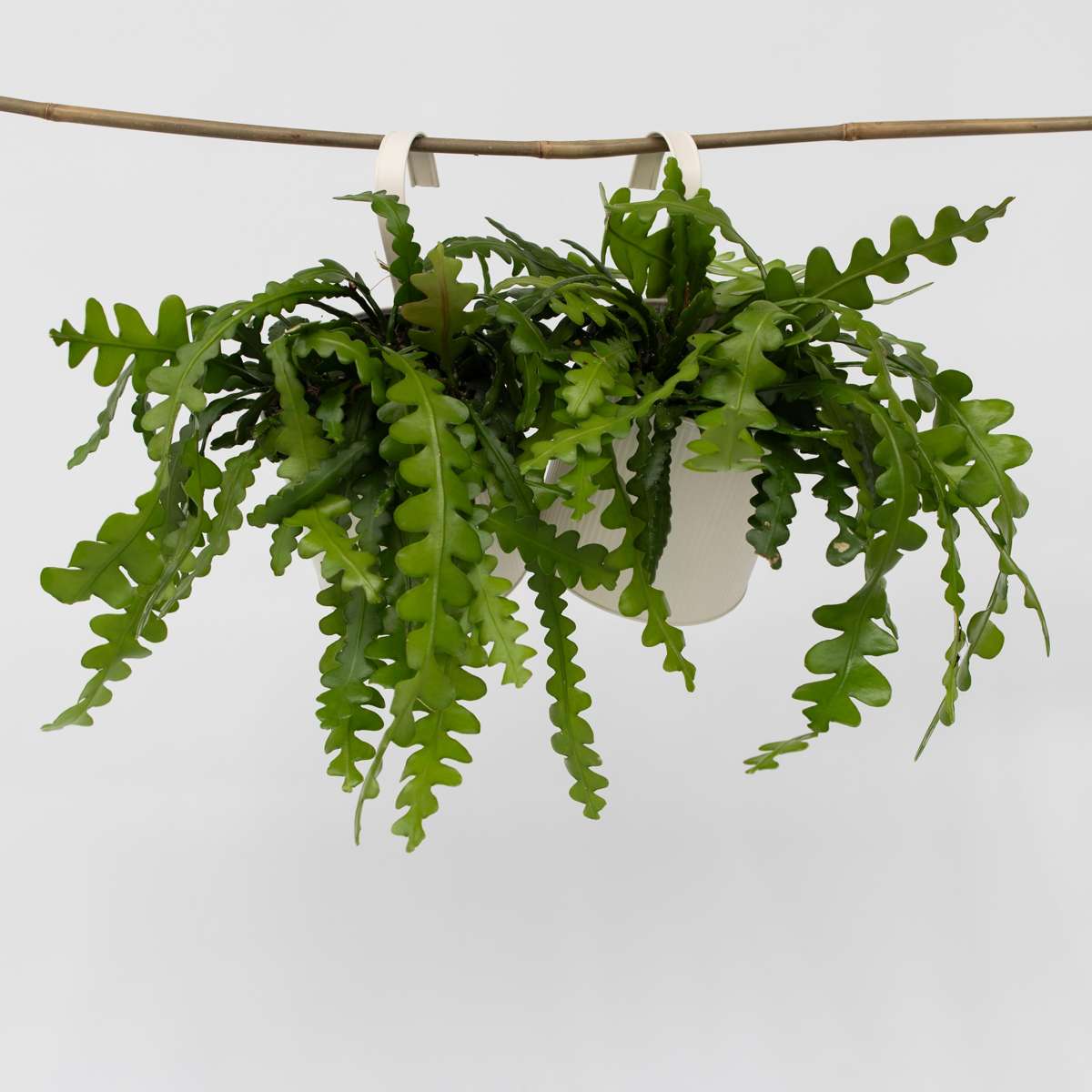 Hanging Plants Sägeblattkaktus - 2 Stk - Epiphyllum 'Anguliger' - Höhe 30-40Cm - ⌀15Cm 