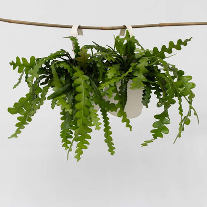 Hanging Plants Sägeblattkaktus - 2 Stk - Epiphyllum 'Anguliger' - Höhe 30-40Cm - ⌀15Cm 