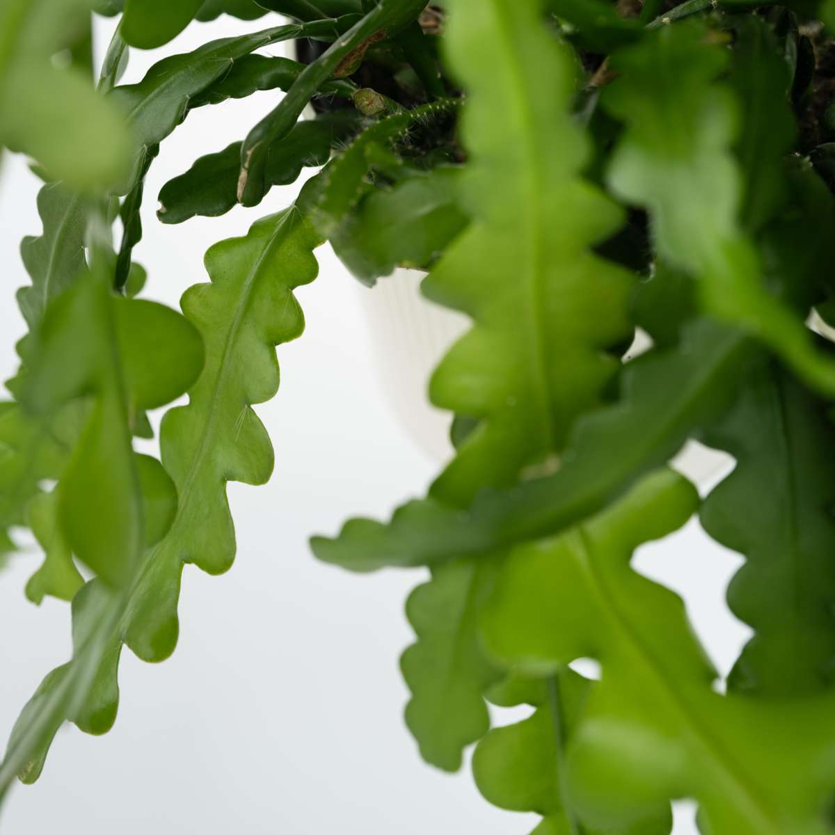 Hanging Plants Sägeblattkaktus - 2 Stk - Epiphyllum 'Anguliger' - Höhe 30-40Cm - ⌀15Cm 