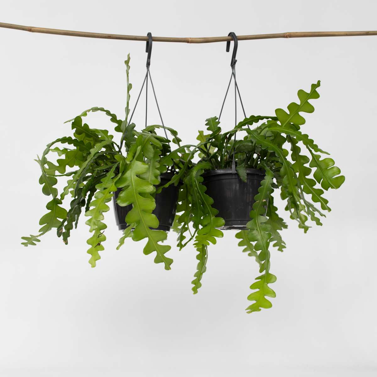 Hanging Plants Sägeblattkaktus - 2 Stk - Epiphyllum 'Anguliger' - Höhe 30-40Cm - ⌀15Cm 