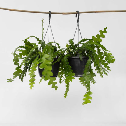 Hanging Plants Sägeblattkaktus - 2 Stk - Epiphyllum 'Anguliger' - Höhe 30-40Cm - ⌀15Cm 