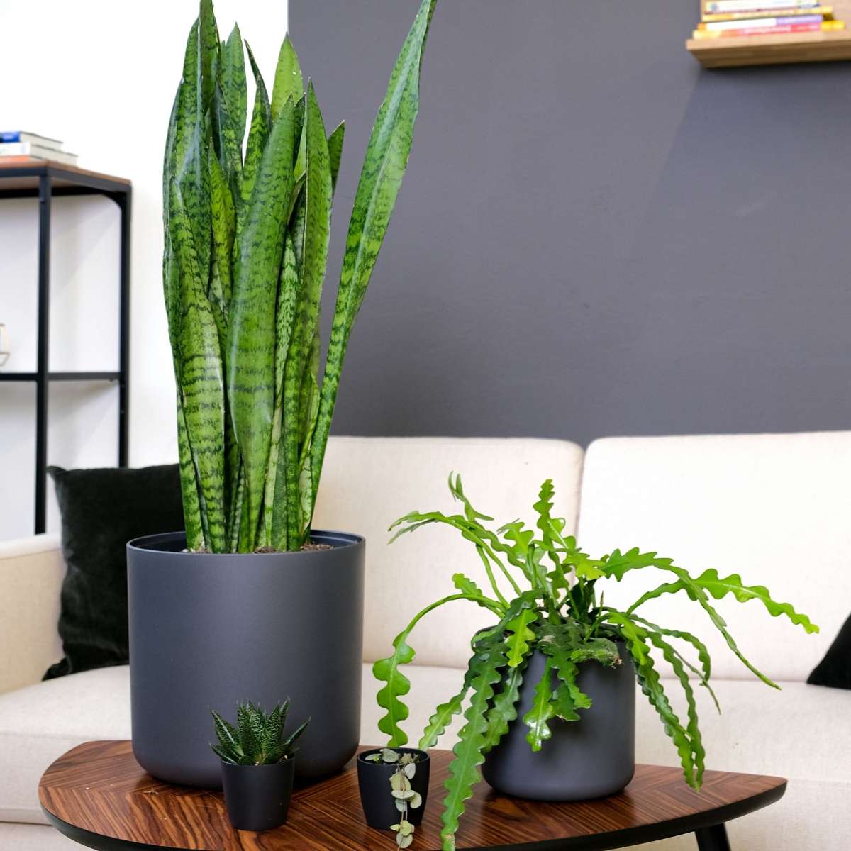 Hanging Plants Sägeblattkaktus - 2 Stk - Epiphyllum 'Anguliger' - Höhe 30-40Cm - ⌀15Cm 