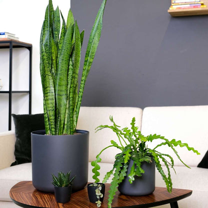 Hanging Plants Sägeblattkaktus - 2 Stk - Epiphyllum 'Anguliger' - Höhe 30-40Cm - ⌀15Cm 