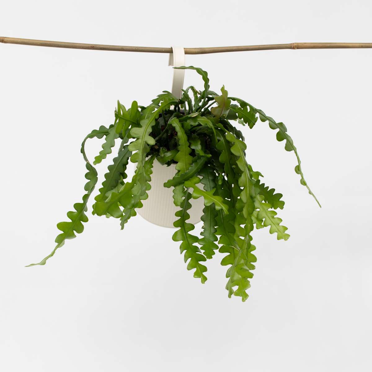 Hanging Plants Sägeblattkaktus - Epiphyllum 'Anguliger' - Höhe 30-40Cm - ⌀15Cm 