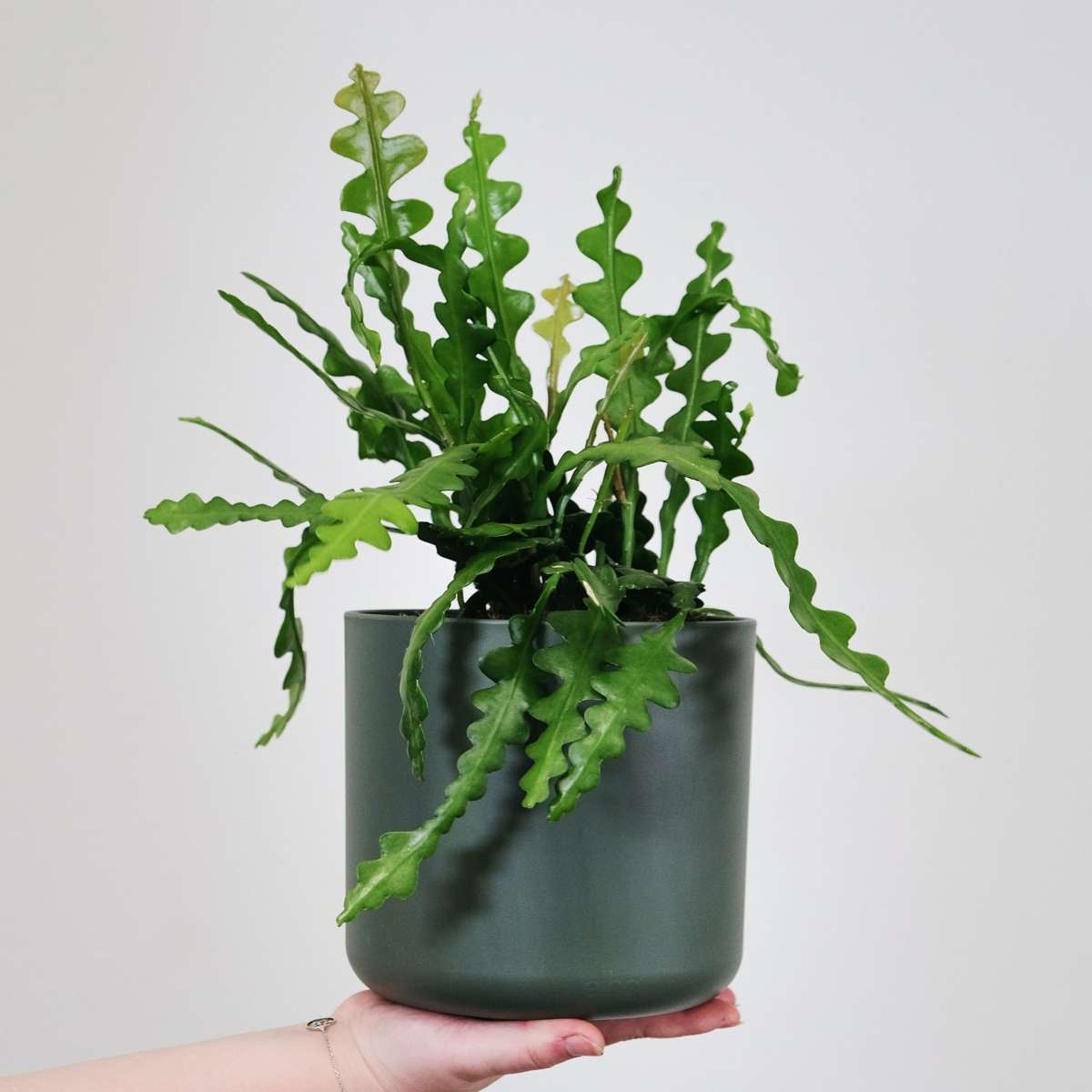 Hanging Plants Sägeblattkaktus - Epiphyllum 'Anguliger' - Höhe 30-40Cm - ⌀15Cm 