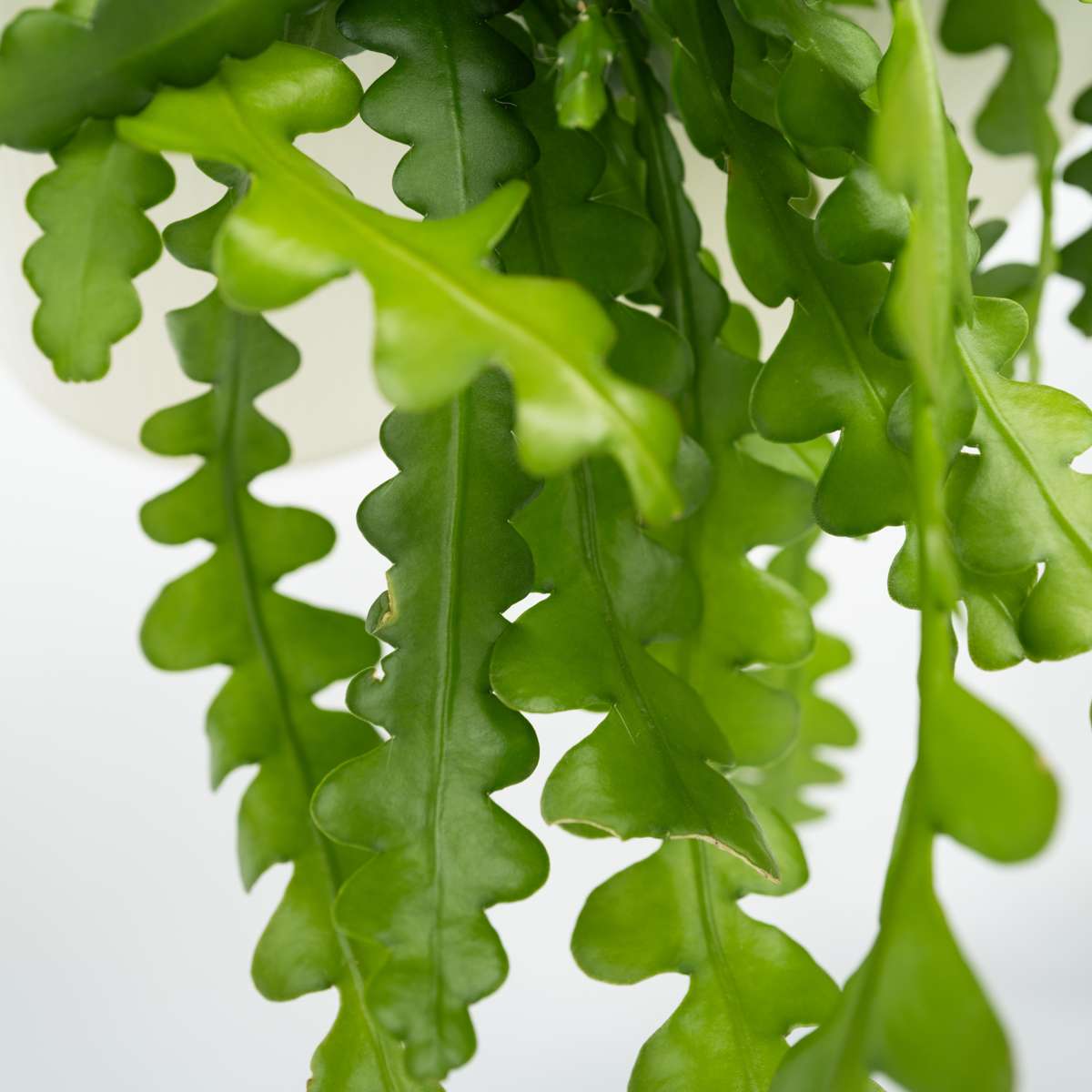 Hanging Plants Sägeblattkaktus - Epiphyllum 'Anguliger' - Höhe 30-40Cm - ⌀15Cm 