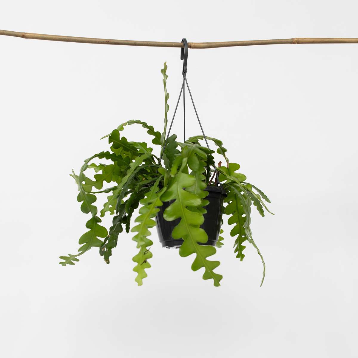 Hanging Plants Sägeblattkaktus - Epiphyllum 'Anguliger' - Höhe 30-40Cm - ⌀15Cm 