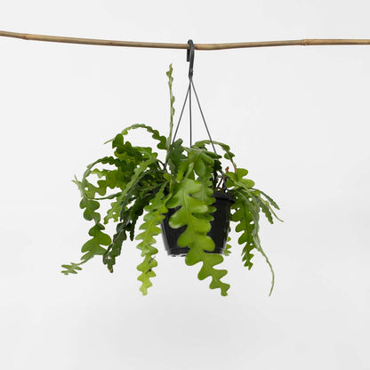 Hanging Plants Sägeblattkaktus - Epiphyllum 'Anguliger' - Höhe 30-40Cm - ⌀15Cm 