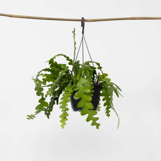 Hanging Plants Sägeblattkaktus - Epiphyllum 'Anguliger' - Höhe 30-40Cm - ⌀15Cm 