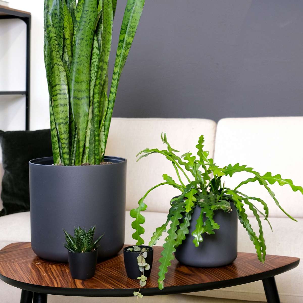 Hanging Plants Sägeblattkaktus - Epiphyllum 'Anguliger' - Höhe 30-40Cm - ⌀15Cm 