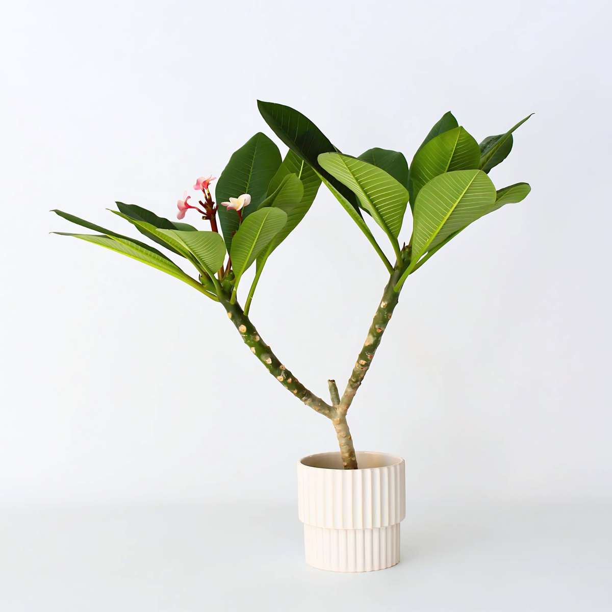 Blooming Houseplants Hawaii-Palme - Plumeria Rubra 'Rosa' - Höhe 55-70Cm - ⌀17Cm 