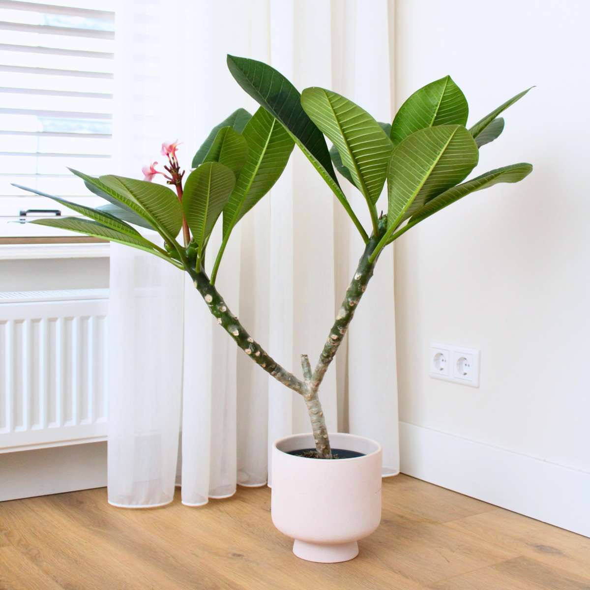 Blooming Houseplants Hawaii-Palme - Plumeria Rubra 'Rosa' - Höhe 55-70Cm - ⌀17Cm 