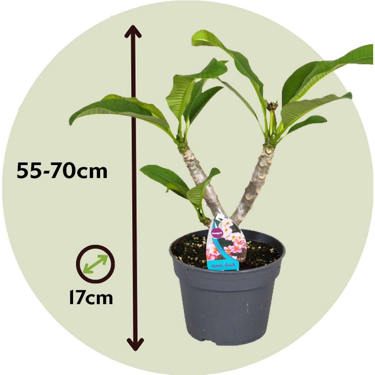 Blooming Houseplants Hawaii-Palme - Plumeria Rubra 'Rosa' - Höhe 55-70Cm - ⌀17Cm 