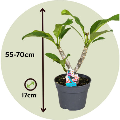 Blooming Houseplants Hawaii-Palme - Plumeria Rubra 'Rosa' - Höhe 55-70Cm - ⌀17Cm 
