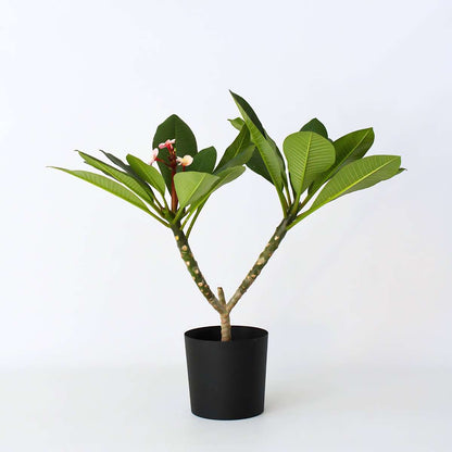 Blooming Houseplants Hawaii-Palme - Plumeria Rubra 'Rosa' - Höhe 55-70Cm - ⌀17Cm 