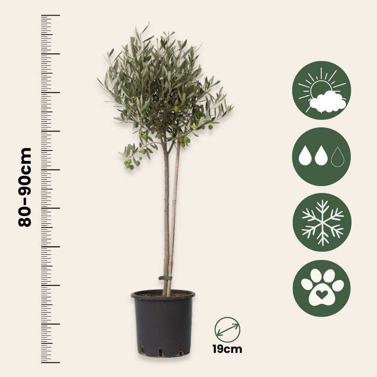 Olive Trees Olivenbaum - 2 Stk - Olea Europaea - Höhe 80-90Cm - ⌀19Cm 