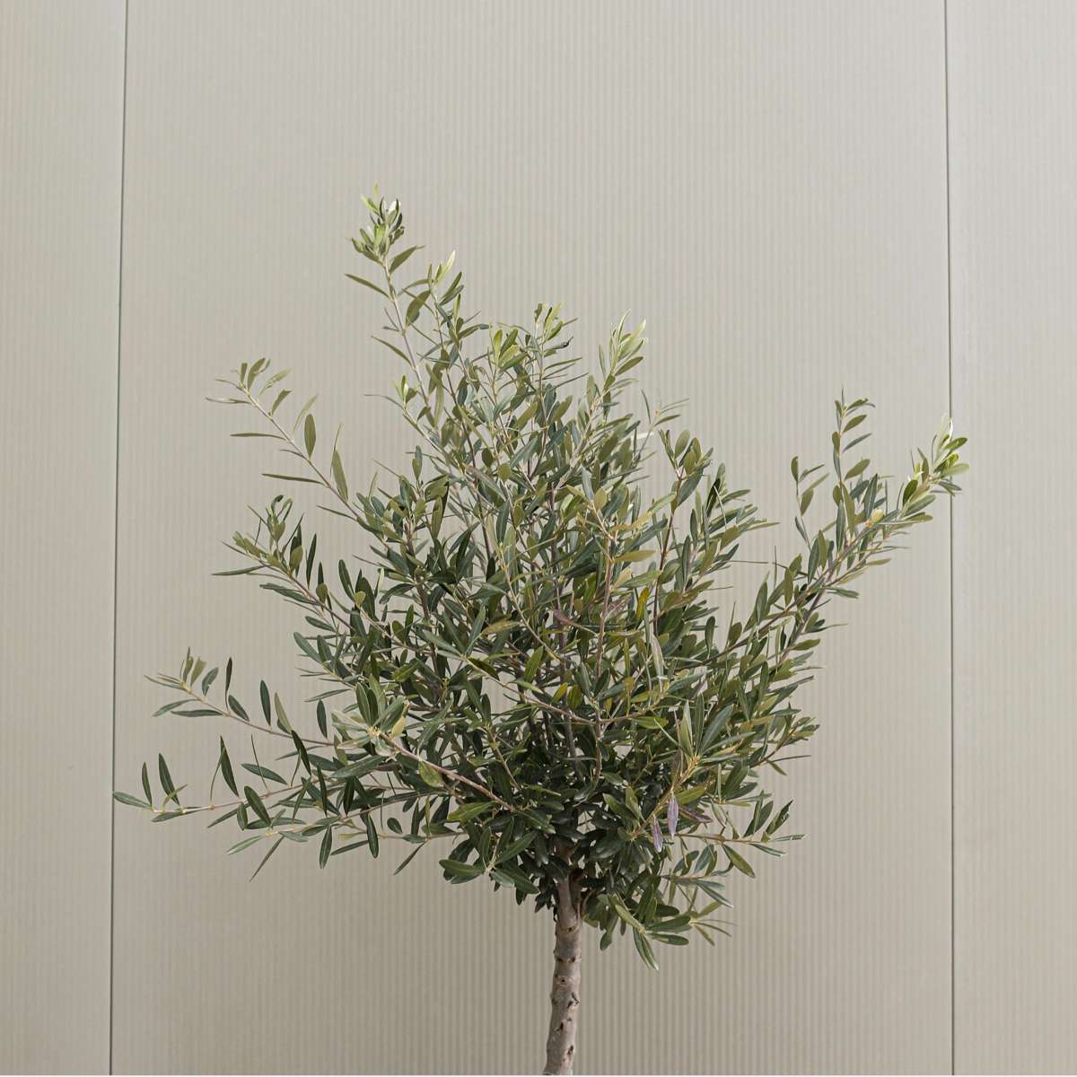 Olive Trees Olivenbaum - 2 Stk - Olea Europaea - Höhe 80-90Cm - ⌀19Cm 
