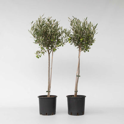 Olive Trees Olivenbaum - 2 Stk - Olea Europaea - Höhe 80-90Cm - ⌀19Cm 