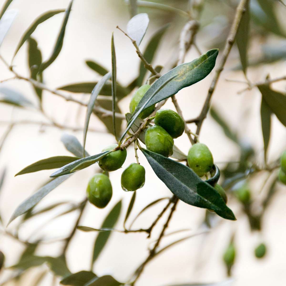 Olive Trees Olivenbaum - 2 Stk - Olea Europaea - Höhe 80-90Cm - ⌀19Cm 