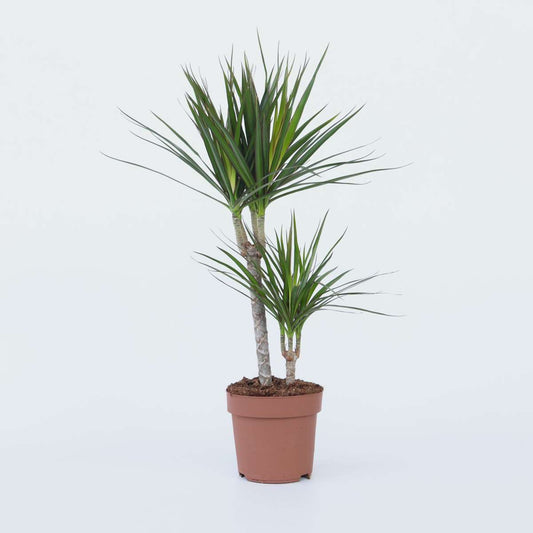 Dracaena Drachenbaum - Dracaena Marginata - Höhe 70-80Cm - ⌀17Cm 