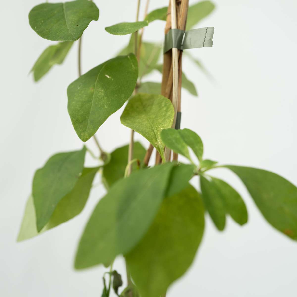 Climbers Geißblatt - Lonicera X Heckrotti 'American Beauty' - Höhe 110-120Cm - ⌀17Cm 