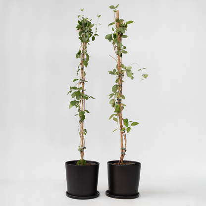 Climbers Geißblatt - 2 Stk - Lonicera 'American Beauty' - Höhe 110-120Cm - ⌀17Cm 