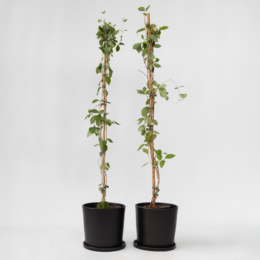 Climbers Geißblatt - 2 Stk - Lonicera 'American Beauty' - Höhe 110-120Cm - ⌀17Cm 