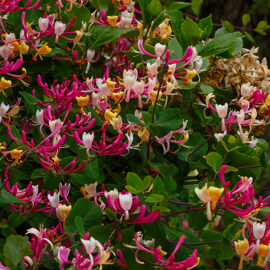 Climbers Geißblatt - 2 Stk - Lonicera 'American Beauty' - Höhe 110-120Cm - ⌀17Cm 