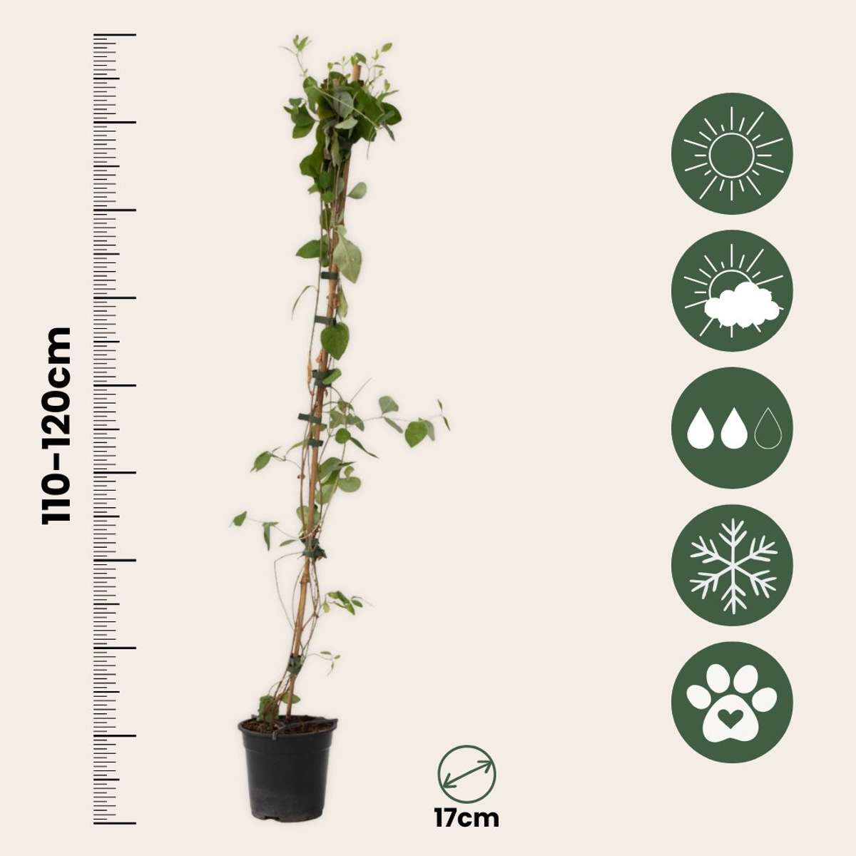 Climbers Geißblatt - 2 Stk - Lonicera 'American Beauty' - Höhe 110-120Cm - ⌀17Cm 