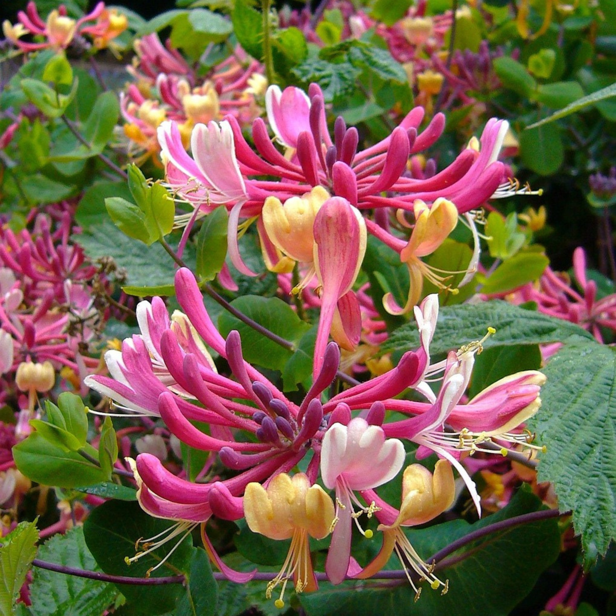 Climbers Geißblatt - 2 Stk - Lonicera 'American Beauty' - Höhe 110-120Cm - ⌀17Cm 