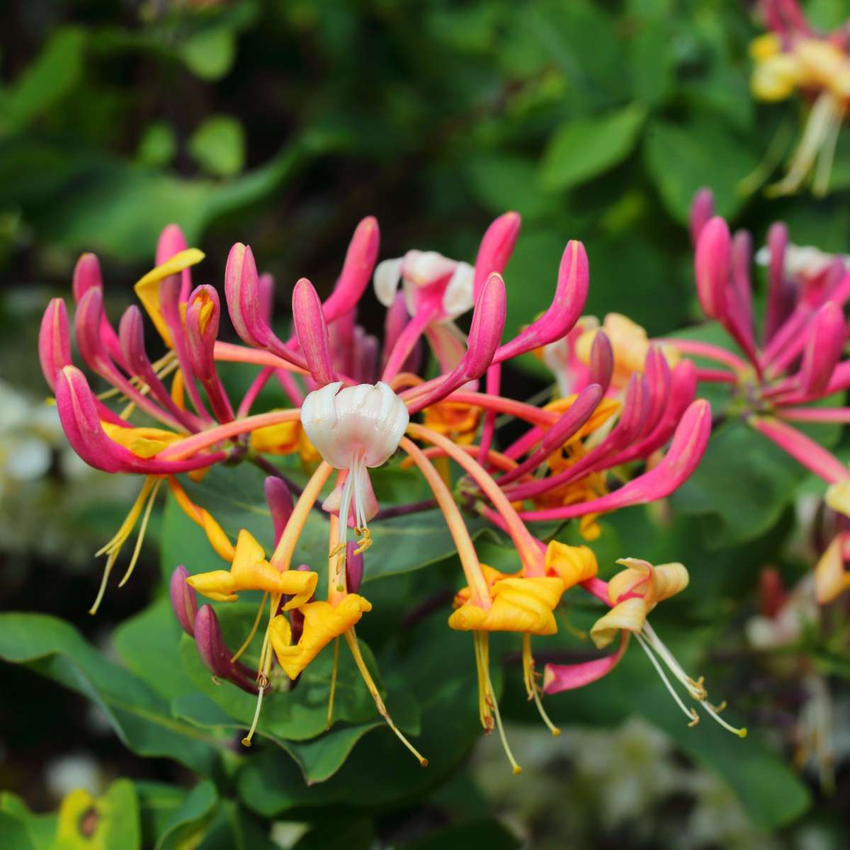 Climbers Geißblatt - 2 Stk - Lonicera 'American Beauty' - Höhe 110-120Cm - ⌀17Cm 