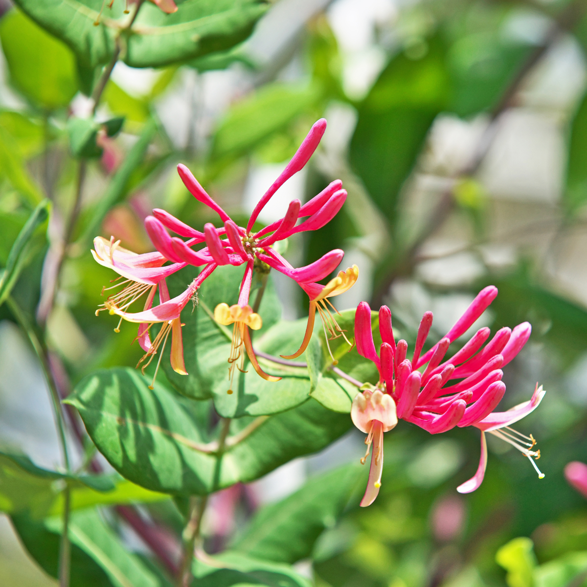 Climbers Geißblatt - 2 Stk - Lonicera 'American Beauty' - Höhe 110-120Cm - ⌀17Cm 