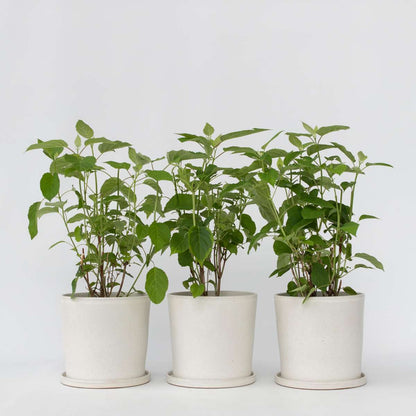 Hydrangea Hortensie - 3 Stk - Hydrangea 'Strong Annabelle' - Höhe 30-40Cm - ⌀19Cm 