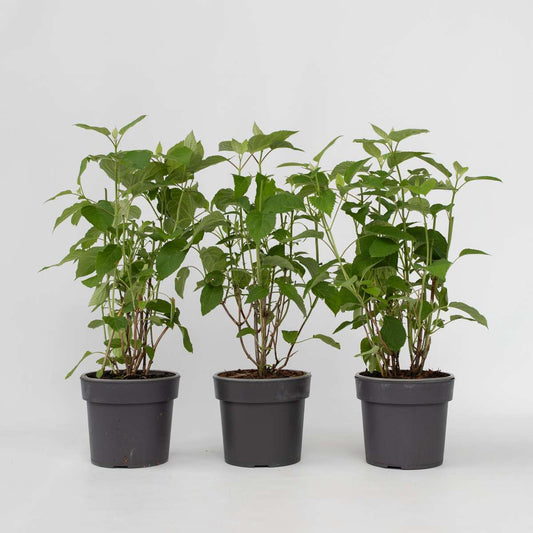 Hydrangea Hortensie - 3 Stk - Hydrangea 'Strong Annabelle' - Höhe 30-40Cm - ⌀19Cm 