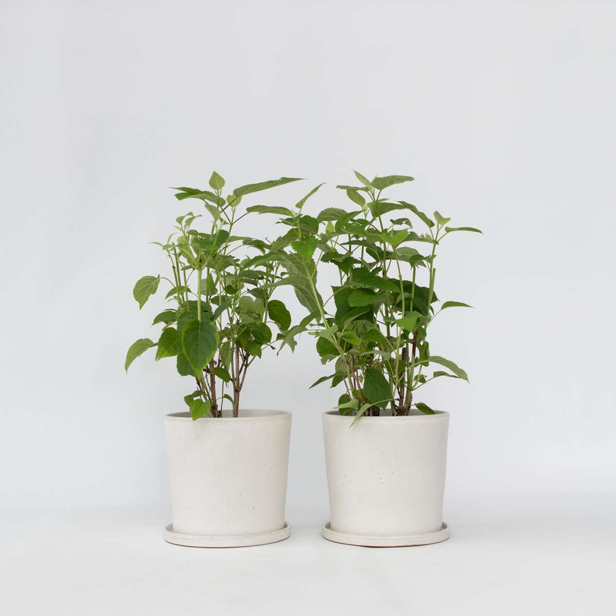 Hydrangea Hortensie - 2 Stk - Hydrangea 'Strong Annabelle' - Höhe 30-40Cm - ⌀19Cm 