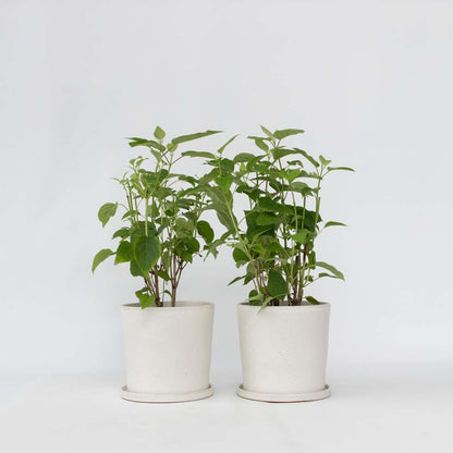 Hydrangea Hortensie - 2 Stk - Hydrangea 'Strong Annabelle' - Höhe 30-40Cm - ⌀19Cm 