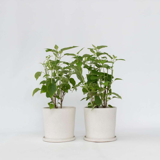 Hydrangea Hortensie - 2 Stk - Hydrangea 'Strong Annabelle' - Höhe 30-40Cm - ⌀19Cm 