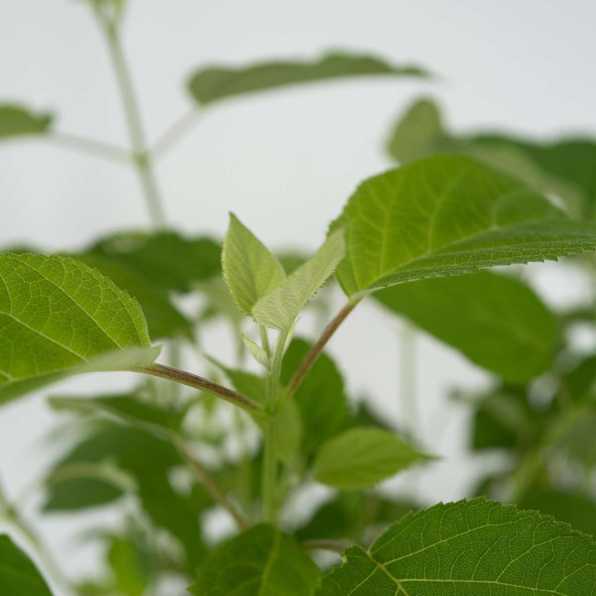 Hydrangea Hortensie - 2 Stk - Hydrangea 'Strong Annabelle' - Höhe 30-40Cm - ⌀19Cm 