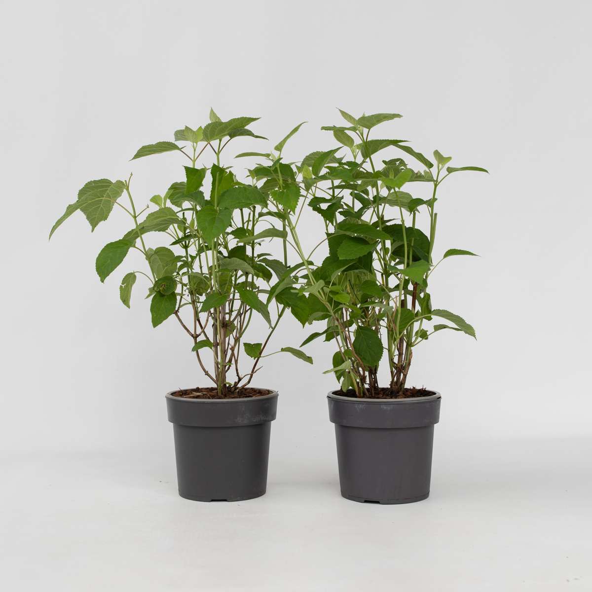 Hydrangea Hortensie - 2 Stk - Hydrangea 'Strong Annabelle' - Höhe 30-40Cm - ⌀19Cm 