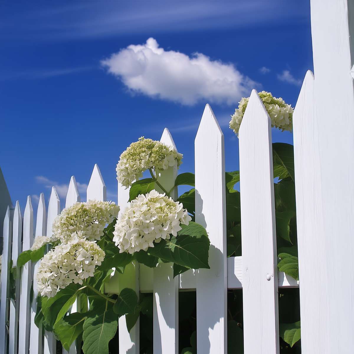 Hydrangea Hortensie - 2 Stk - Hydrangea 'Strong Annabelle' - Höhe 30-40Cm - ⌀19Cm 