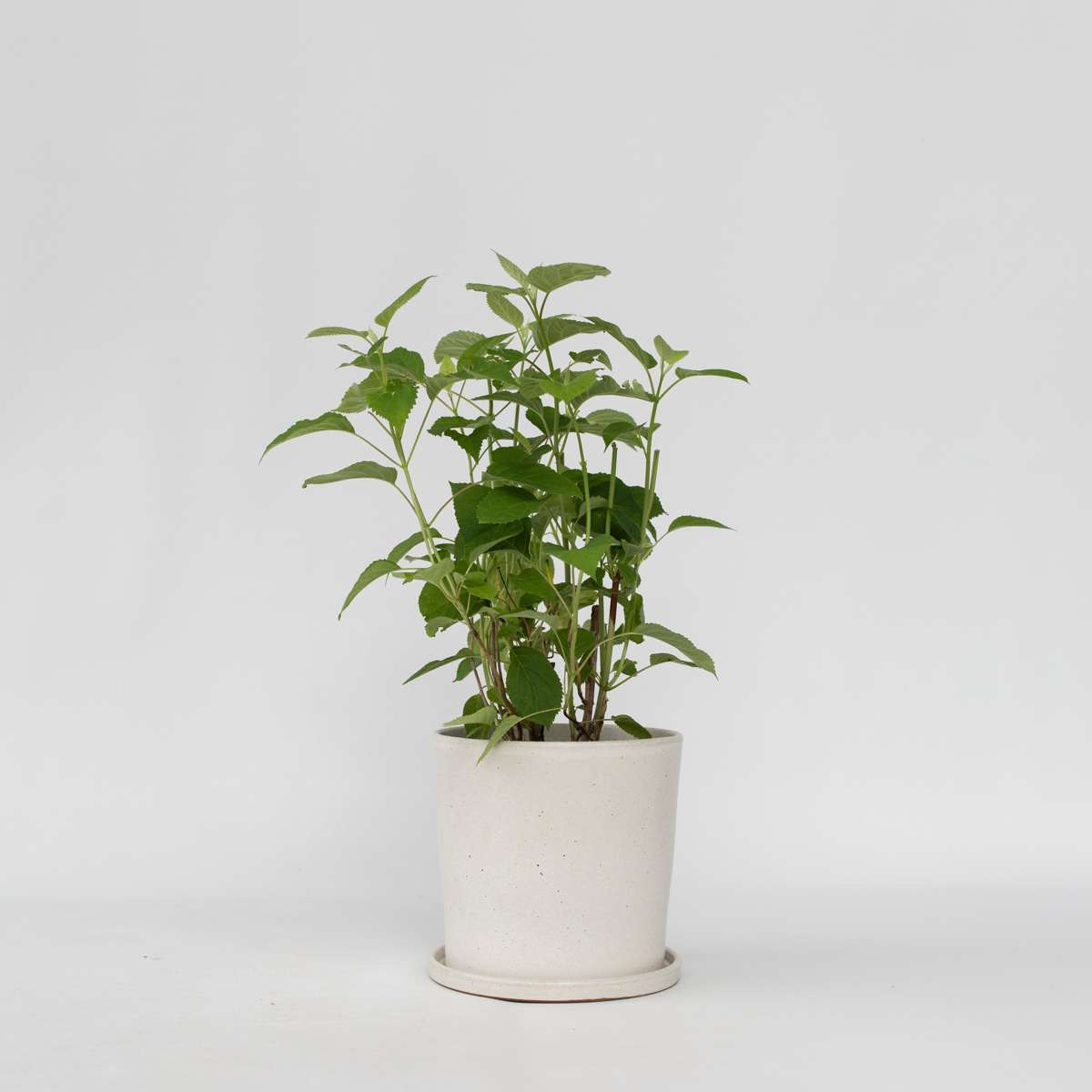 Hydrangea Hortensie - Hydrangea 'Strong Annabelle' - Höhe 30-40Cm - ⌀19Cm 