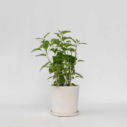 Hydrangea Hortensie - Hydrangea 'Strong Annabelle' - Höhe 30-40Cm - ⌀19Cm 