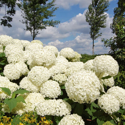 Hydrangea Hortensie - Hydrangea 'Strong Annabelle' - Höhe 30-40Cm - ⌀19Cm 