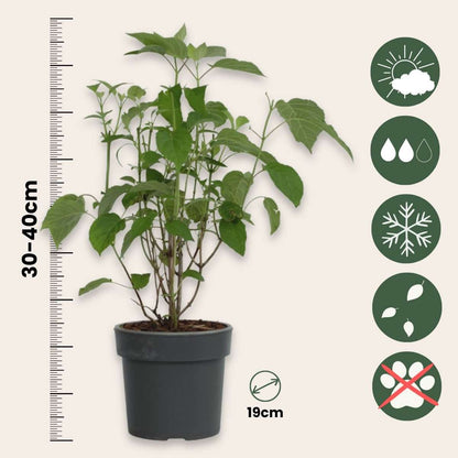 Hydrangea Hortensie - Hydrangea 'Strong Annabelle' - Höhe 30-40Cm - ⌀19Cm 