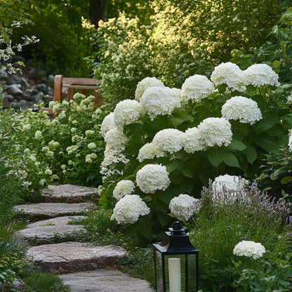 Hydrangea Hortensie - Hydrangea 'Strong Annabelle' - Höhe 30-40Cm - ⌀19Cm 