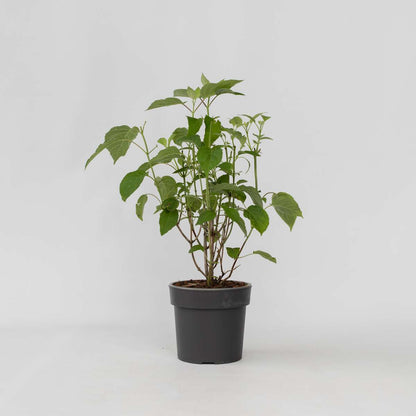 Hydrangea Hortensie - Hydrangea 'Strong Annabelle' - Höhe 30-40Cm - ⌀19Cm 