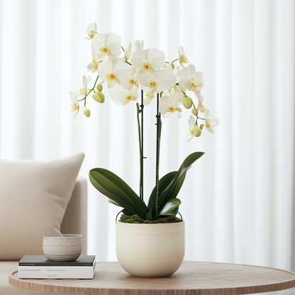 Phalaenopsis Schmetterlingsorchidee - Phalaenopsis Multiflora - Höhe 35-45Cm - ⌀12Cm 