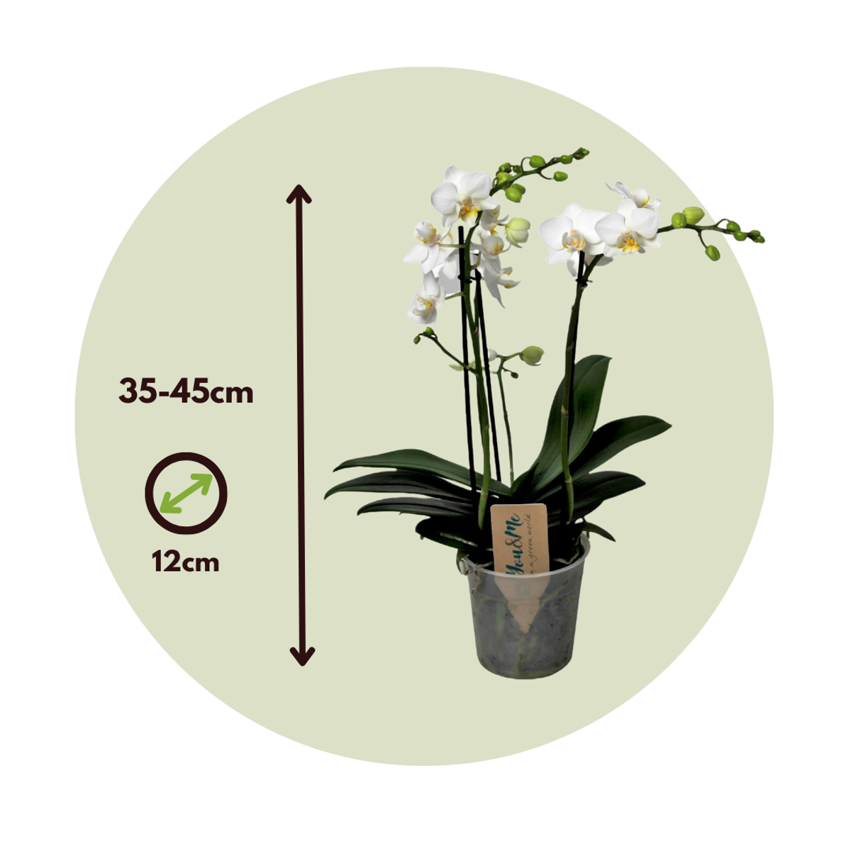 Phalaenopsis Schmetterlingsorchidee - Phalaenopsis Multiflora - Höhe 35-45Cm - ⌀12Cm 